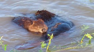 Beavers use their teeth and claws to groom each other’s fur in the spots that they can’t reach. This video shows 2 beavers in the mutual grooming process (aka social grooming), which is part of their daily routine. #beavers #WildlifeWednesday #funnyanimals | Mike’s photos and videos of beavers