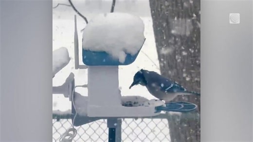A lone blue jay eats from a bird feeder while the snow falls around it