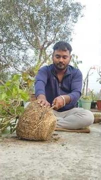 Repotting, soil preparation, transplanting and other care of Java trees.