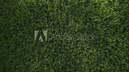Aerial view of lush green grass, creating a natural texture. The video captures the vibrant, dense grass from a top-down angle, emphasizing its freshness.