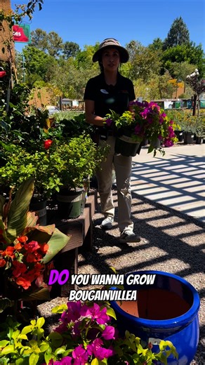 Ready to add bougainvillea to your garden? Here’s what they need: 🌞full sun. They are renowned for their heat and drought tolerance once established. 🪴you can plant them in pots or in the ground and once they acclimate they are unstoppable here in our Mediterranean climate. This beautiful specimen from @monroviaplants is called Golden Jackpot and is the perfect variety for making a statement at your doorstep with its bright foliage and showstopping magenta blooms. Any more questions about plan