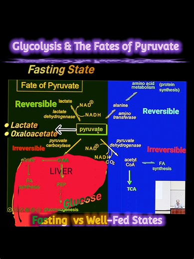 The fate of pyruvate changes in accordance with our nutritional state. In the well-fed state, pyruvate can be covered to acetyl coA and further metabolized by the TCA cycle, or is converted to the non-essential amino acid alanine. During fasting, pyruvate is converted to either lactate or oxaloacetate. The latter molecules is the first step of gluconeogenesis in the liver intended to restore glucose to the bloodstream during fasting. #pyruvate #fasting #well -fed #biochemistry #MetabolismMadeEas