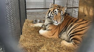 Tiger found caged in abandoned home gets second chance at wildlife sanctuary: 'He seems to be so happy'