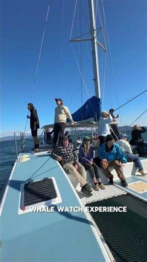 The Complete Guide To Whale Watching Tours On New South Wales Coffs Coast