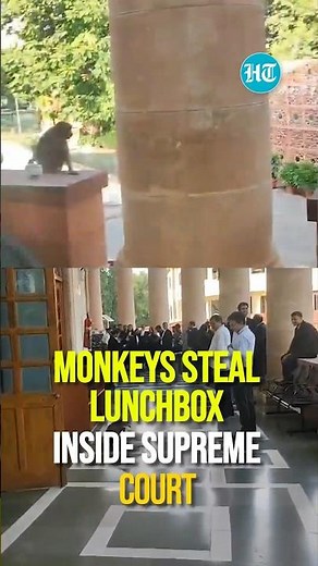 Monkeys Steal Lunchbox In Supreme Court, Lawyers Capture The Unusual Theft