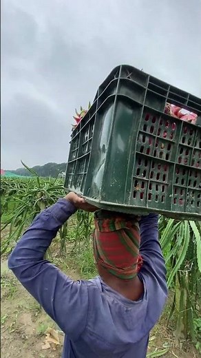 Harvesting Ripe Dragon Fruits – Sweet & Juicy Nature!