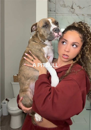 Understanding the Aggressiveness of Pitbulls