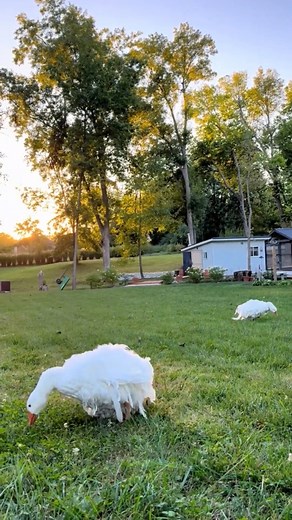 19K views · 393 reactions | GANSO SEBASTOPOL 襁 Originario de Europa del Este, el ganso Sebastopol destaca por su plumaje largo y rizado, que le da un aspecto elegante. Dócil y ornamental, es muy apreciado en granjas y exhibiciones avícolas. #aves #ganadería #ornamental #gansos #avicultura | Agropecuaria TV | Facebook