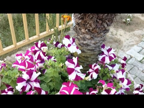 Sujit Kumar #radhekrishnakridhe #radhakrishna👍💕🌹