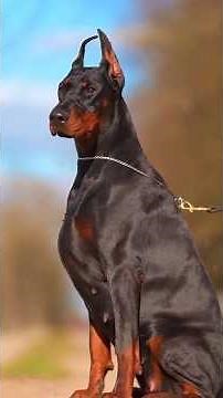 Les 10 races de chiens les plus puissantes et impr