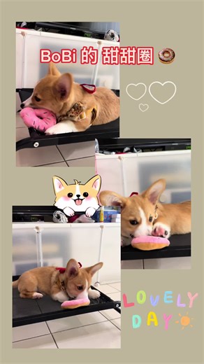 BoBi柯基犬日常 on TikTok