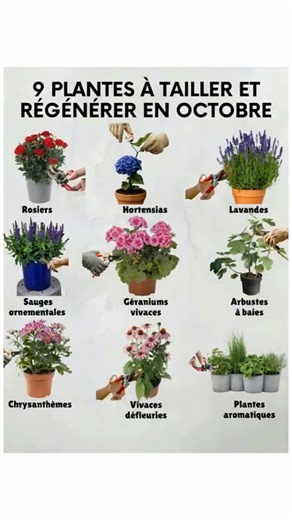 9 Plantes à tailler et régénérer en octobre 1. Rosiers – Supprimer les fleurs fanées et branches abîmées pour préparer la floraison du printemps. 2. Hortensias – Enlever les tiges sèches et raccourcir légèrement pour stimuler la reprise. 3. Lavandes – Tailler après floraison pour garder une forme compacte et éviter le bois sec. 4. Sauges ornementales – Rajeunir la touffe en coupant les parties défleuries. 5. Géraniums vivaces – Rabattre pour encourager de nouvelles pousses au printemps. 6. Arbus