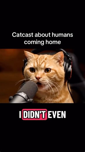 @catcast_highlights on Instagram: "Catcast about humans coming home #cat #catcast #catpodcast #human #home"