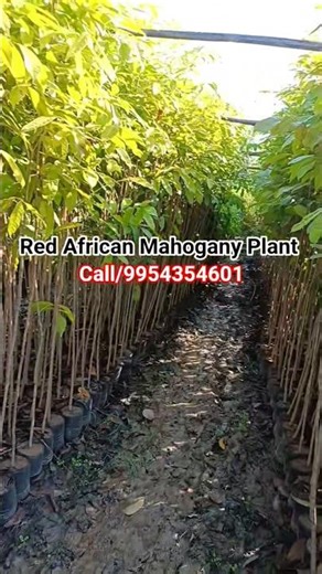 Red African Mahogany Plant Available At Wholesale Prices call9954354601#farming #shorts#plants#viral