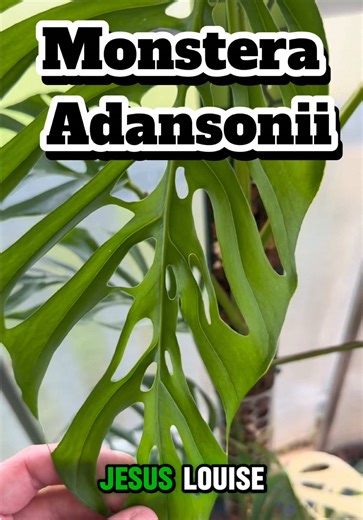 Monstera Adansonii Propagation Guide for Beginners