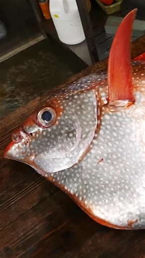 161 reactions |  Giant moonfish takes the spotlight. Sautéed with veggies, glazed in sweet & sour sauce, and pan-seared and plated over light cauliflower rice — a bold twist on a massive catch. #Moonfish #Seafood #StreetFood #Japan #Okinawa | Travel Thirsty | Facebook