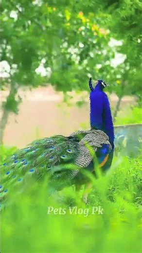 Beautiful Peacock Singing And Dancing | Blue Peacock Farming | Wild Life Animals | Wild Peacock