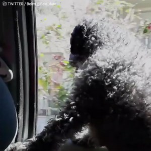 977K views · 10K reactions | This is the heartwarming footage of a...