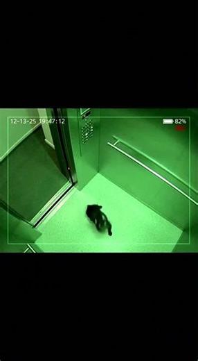 Dog Reacts to Elevator Doors Closing 😂😅 #youtubeshorts