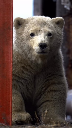 Subburam PG on Instagram: "Polar bear cubs learn the world through curiosity, sights, sounds, and sometimes… us A rare moment of innocence in a rapidly changing Arctic! (Polar bears, Alaska, Wildlife, SonyAlpha) #NatGeoYourShotPOY25 #natgeoindia #sonyalpha"