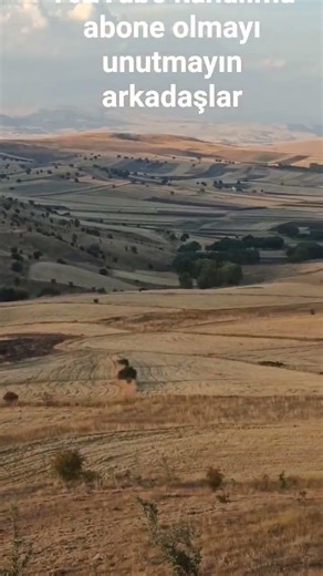 Doğadagezinti#2025#bıldırcın#avcılık#arthur#keş#setter