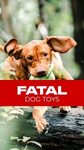 Certain Christmas dog toys can be dangerous or even fatal if not chosen carefully. Here are some examples: 1. Tennis Balls: - The abrasive outer coating can wear down a dog's teeth over time. - They can also pose a choking hazard if chewed apart or swallowed. 2. Tug Ropes: - If shredded, dogs might swallow pieces, leading to intestinal blockages. - Rope fibers can also cause internal damage if ingested. 3. Toys Made of Hard Plastic: - These can splinter into sharp pieces when chewed, potentially