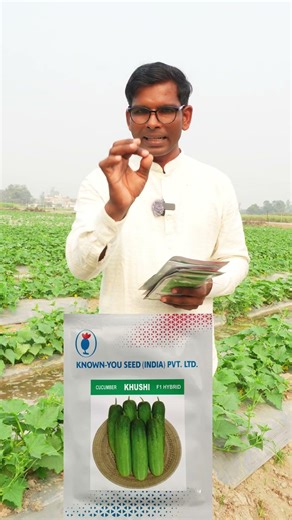 Cucumber Best Variety 🥒 #farming #trending #viral #agriculture #shorts