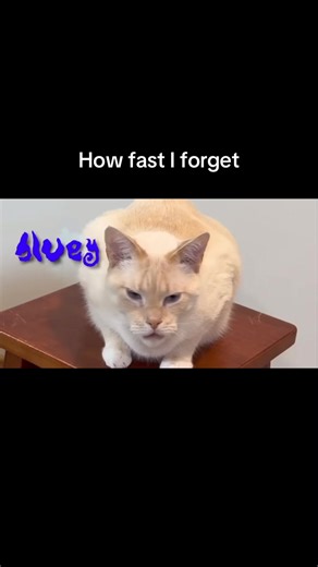 Edmondx: A Talented and Hilarious Artist