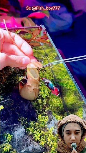 IT TURNS OUT THIS IS A FISH HOUSE NOT A BANANA‼️@Fish_boy777 #shorts #funny #trendingshorts