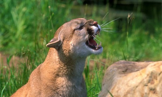 Mountain Lions in Ohio