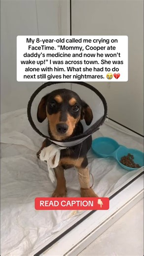 Thursday. 4:15pm. Work meeting. Emma’s calling. She NEVER calls. Her face appears. Tears streaming. “MOMMY! COOPER WON’T WAKE UP!” Behind her, our golden retriever. Not moving. “What happened baby?!” “He ate daddy’s pills from the counter!” 😰 Heart medication. I’m 35 minutes away. “Emma, listen to mommy—“ “Is Cooper dying?! IS HE DYING?!” I lied. “No baby, he’s just sleepy.” 💔 Called 911. They don’t help with dogs. Neighbor not home. Emma’s alone. Eight years old. Watching her best friend die.