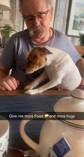 Danish Swedish farm dog