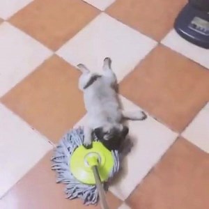 Doing housework 😂😂 Shop for pug stuffs and pet products >> http://pughomeshop.com | Pug Home