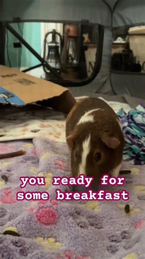 Cinnamon the guinea pig eats a cucumber snack