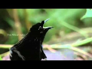 Bundu Power TV Advert DSTV