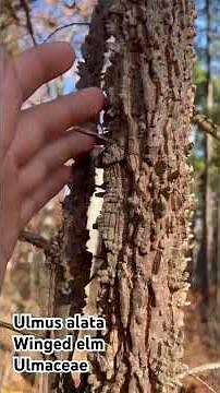 One of the coolest trees native to Missouri, the winged elm, Ulmus alata #botany #nativeplants