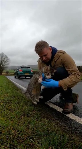 A Kind Stranger Rescues an Injured Cat