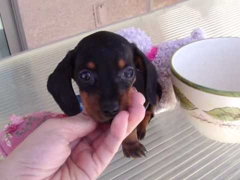 TINY MICRO TEACUP POCKET MINIATURE DASCHUND PUPPY "ANDY"