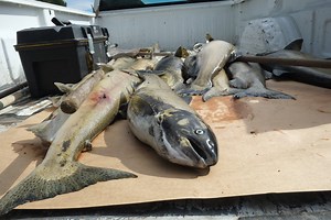 Climate change is cooking salmon in the Pacific Northwest