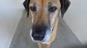 121 reactions · 146 shares | SHONNIEE is a sweet and gentle, 8 year...