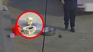 Dog greeting returning owner accidentally falls into well