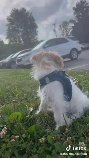 Bew smells 🐾 #jackapoo #puppy #explore #puppiesoftiktok #puppies #dogsoftiktok #jackrussell #fy #fyp