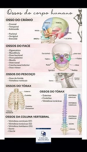 Você conhece todos os ossos do seu corpo? 🦴 #medicina #estudosenem