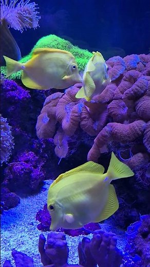 Yellow Tang: The Reef’s Algae Control Crew | Indianapolis Zoo Aquarium