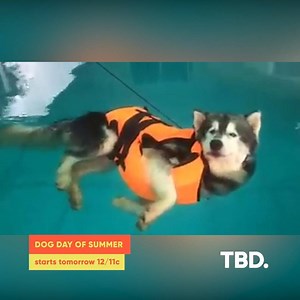 This husky is a MOOD!✨ One more day before Dog Day of Summer! The marathon of puppers starts tomorrow at 12/11c 領 | Watch Roar | Facebook