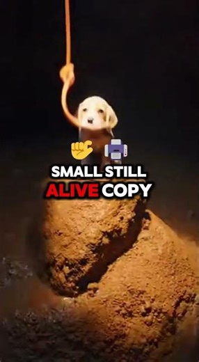 Rescuers Shocked After Finding Puppy Trapped Deep in Sinkhole🐕🔥
