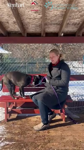 Say hello to Haven—a one-year-old bundle of energy and love waiting for her forever home! 🐾💛 I’m here at the Humane Society of Huron Valley, and this sweet girl has completely charmed me. Haven is playful, curious, and always ready for the next adventure. She’s part of HSHV’s education program, which means she goes on birthday visits and special outings—so she’s great with new people and new environments. With just a little training and some daily walks, she’s going to make an amazing companio