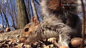 Aggressive squirrel goes on biting spree in Brooklyn prompting fear of rabies