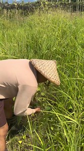 1.4M views · 37K reactions | Harvest time ulit ng melon Nilablab na yellow fin tuna Mulberry tapioca | Jorgen TV | Facebook