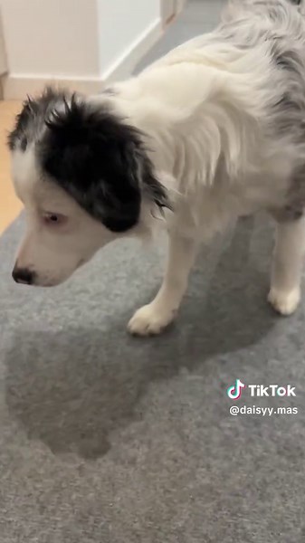 Miniature American Shepherd Puppies Showcase 🎃